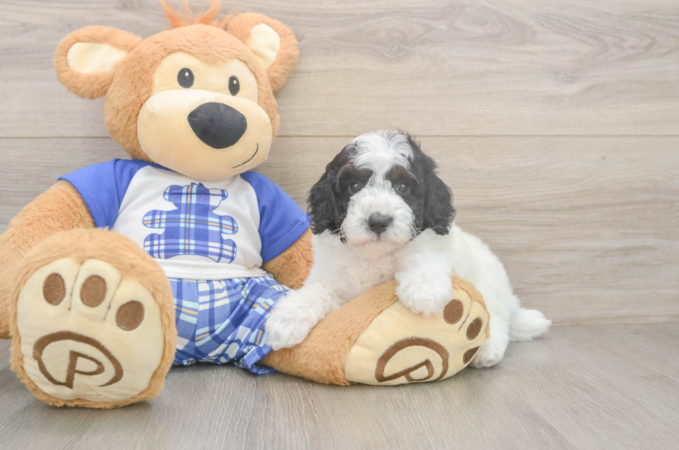 5 week old Poodle Puppy For Sale - Seaside Pups