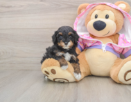 6 week old Poodle Puppy For Sale - Seaside Pups