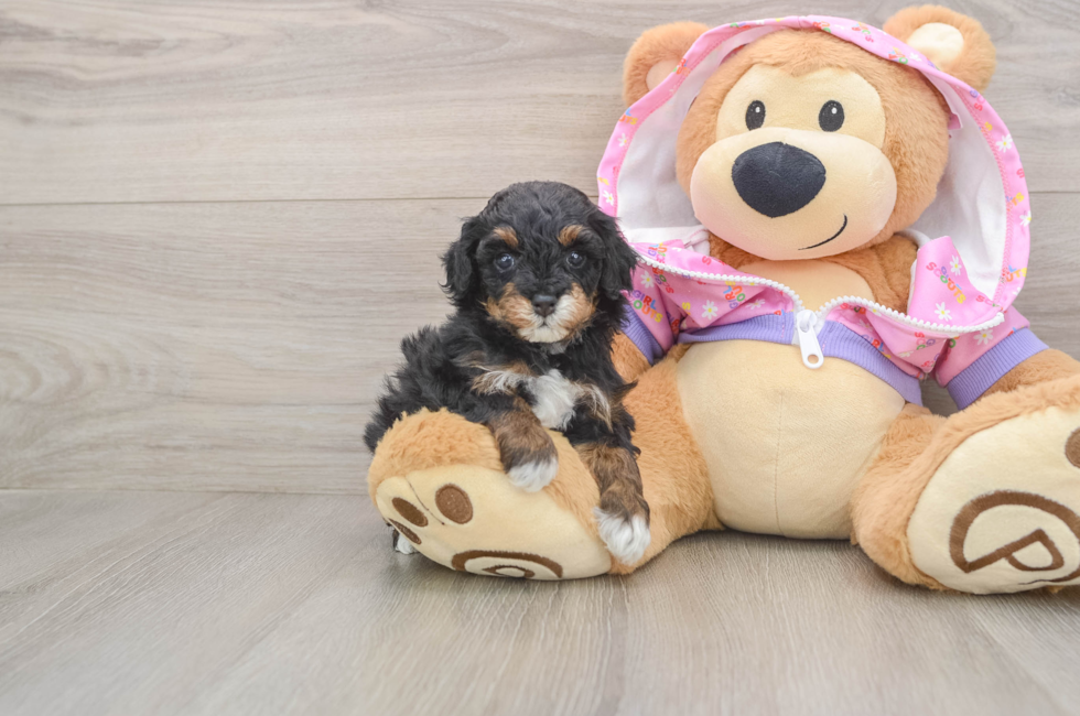 5 week old Poodle Puppy For Sale - Seaside Pups