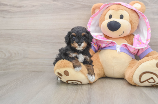 Poodle Pup Being Cute