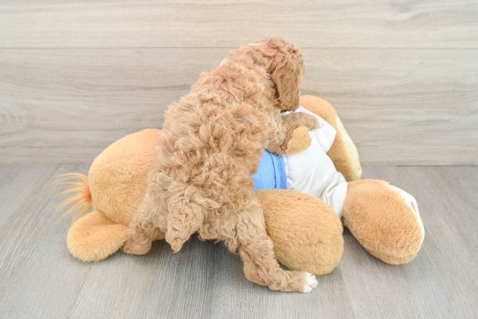 Poodle Pup Being Cute