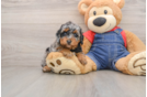 Poodle Puppy for Adoption