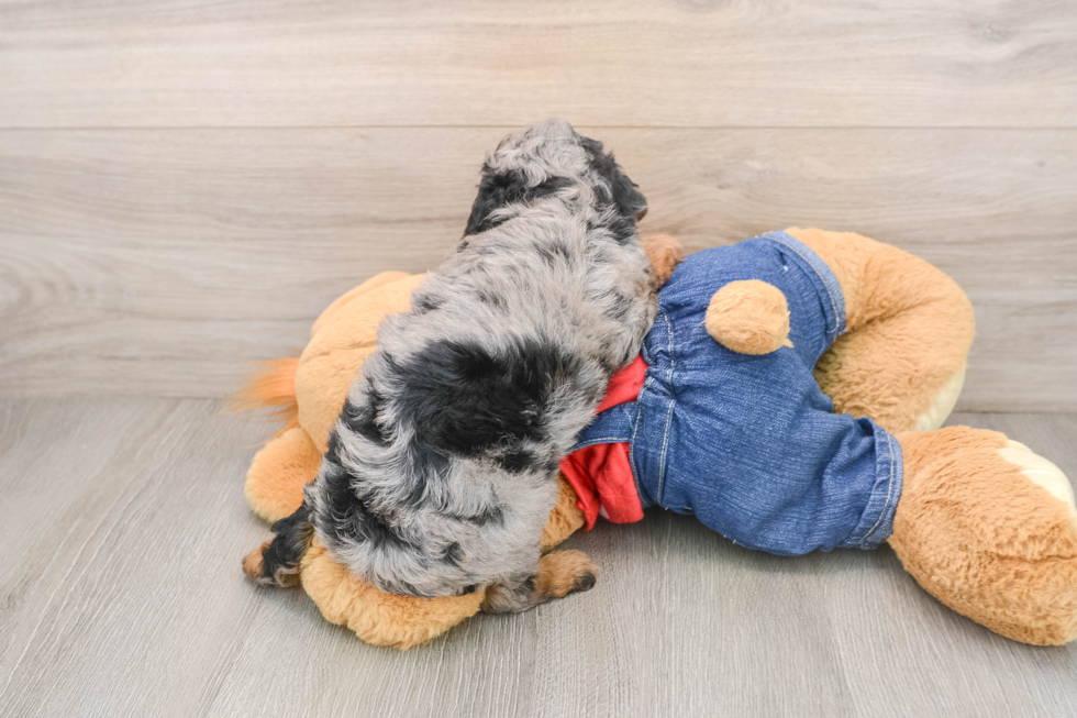 Poodle Pup Being Cute