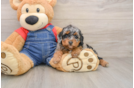 Poodle Puppy for Adoption