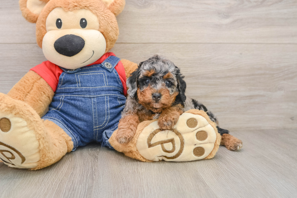 Poodle Puppy for Adoption