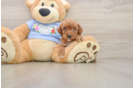 Friendly Poodle Baby
