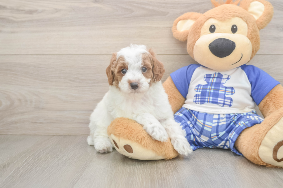 5 week old Poodle Puppy For Sale - Seaside Pups