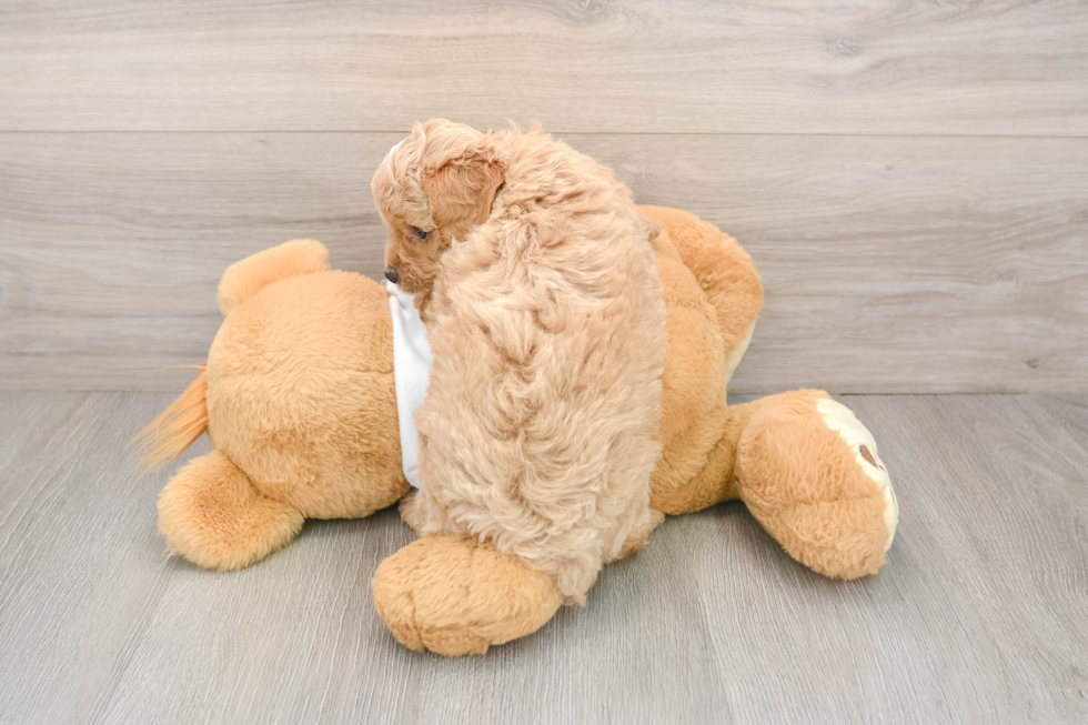 Poodle Pup Being Cute