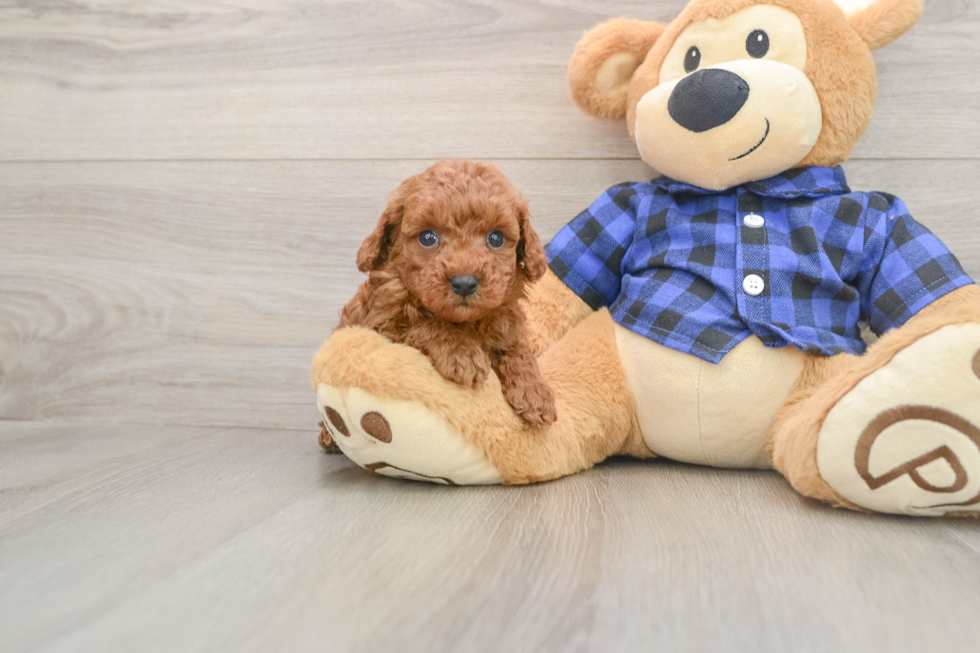 Adorable Caniche Purebred Puppy