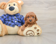 7 week old Poodle Puppy For Sale - Seaside Pups