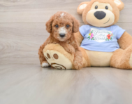 7 week old Poodle Puppy For Sale - Seaside Pups