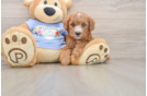 Poodle Pup Being Cute