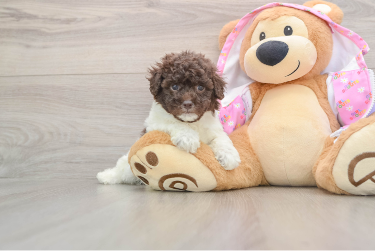 Poodle Puppy for Adoption