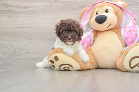 Poodle Puppy for Adoption