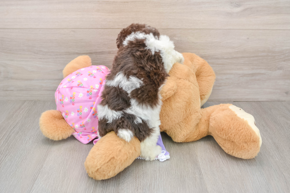 Poodle Pup Being Cute