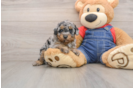 Best Poodle Baby