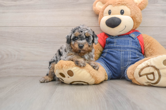 Best Poodle Baby