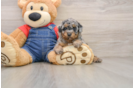 Hypoallergenic Poodle Purebred Pup