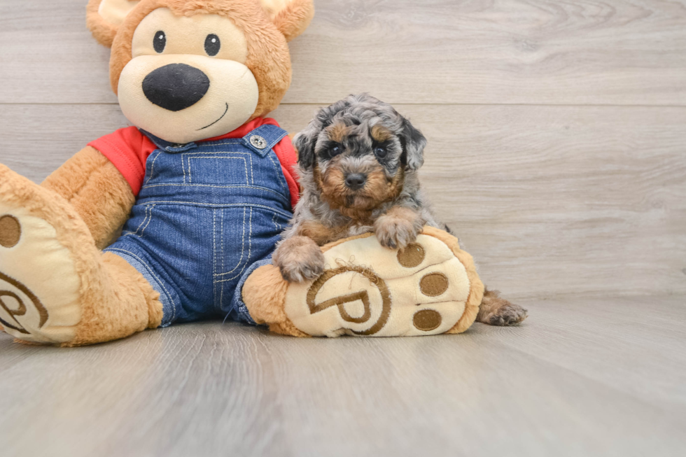 Hypoallergenic Poodle Purebred Pup