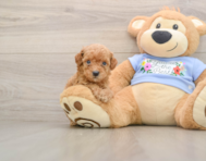 7 week old Poodle Puppy For Sale - Seaside Pups