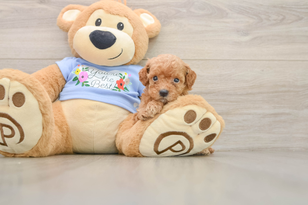 Best Poodle Baby