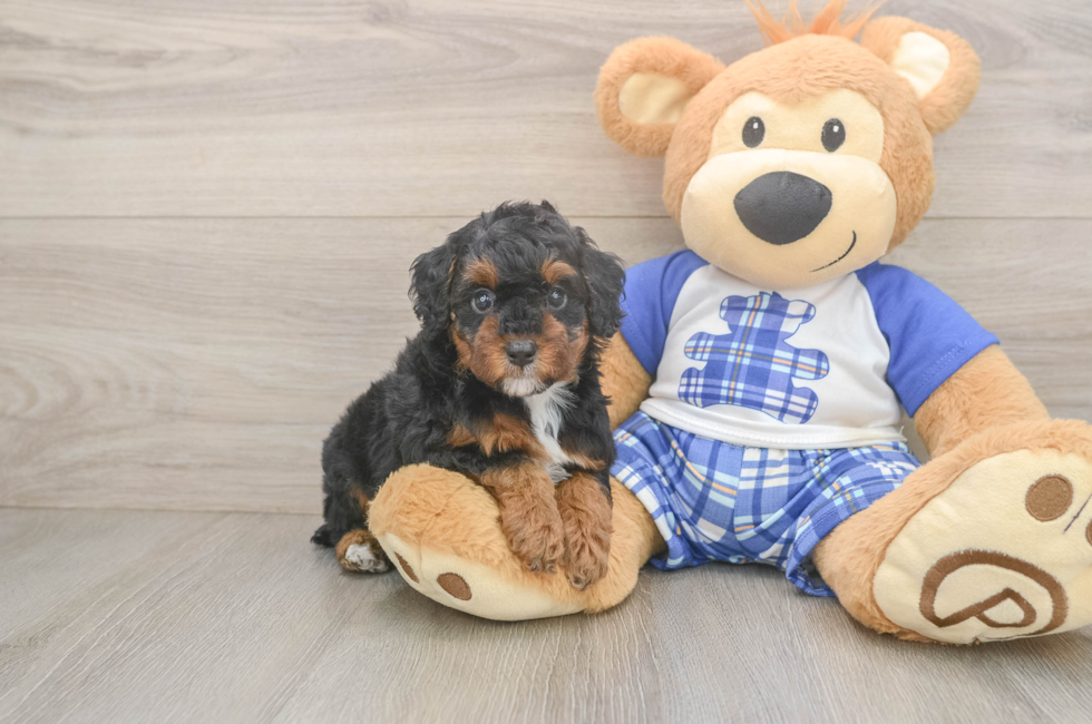 5 week old Poodle Puppy For Sale - Seaside Pups