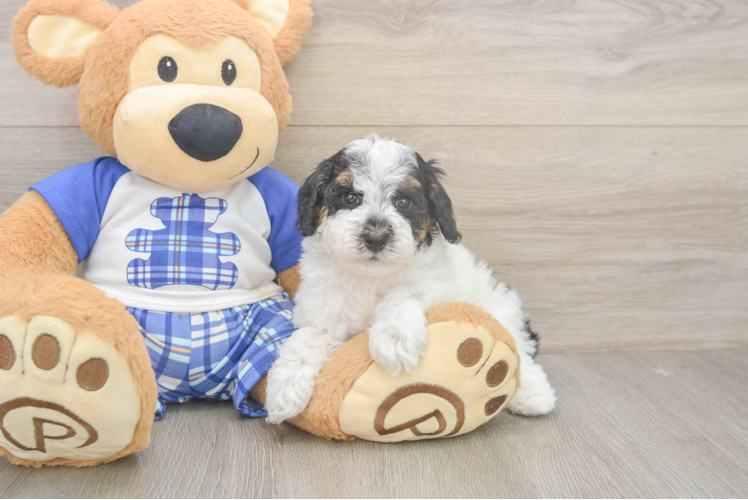 Sweet Pudle Purebred Puppy
