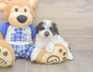 8 week old Poodle Puppy For Sale - Seaside Pups
