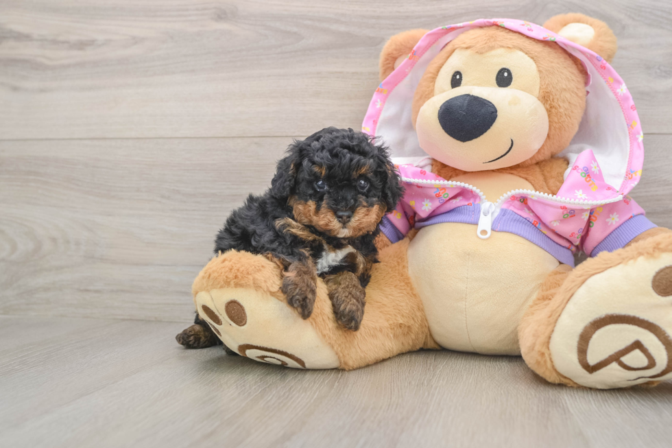 Akc Registered Poodle Baby