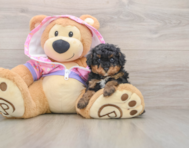 6 week old Poodle Puppy For Sale - Seaside Pups