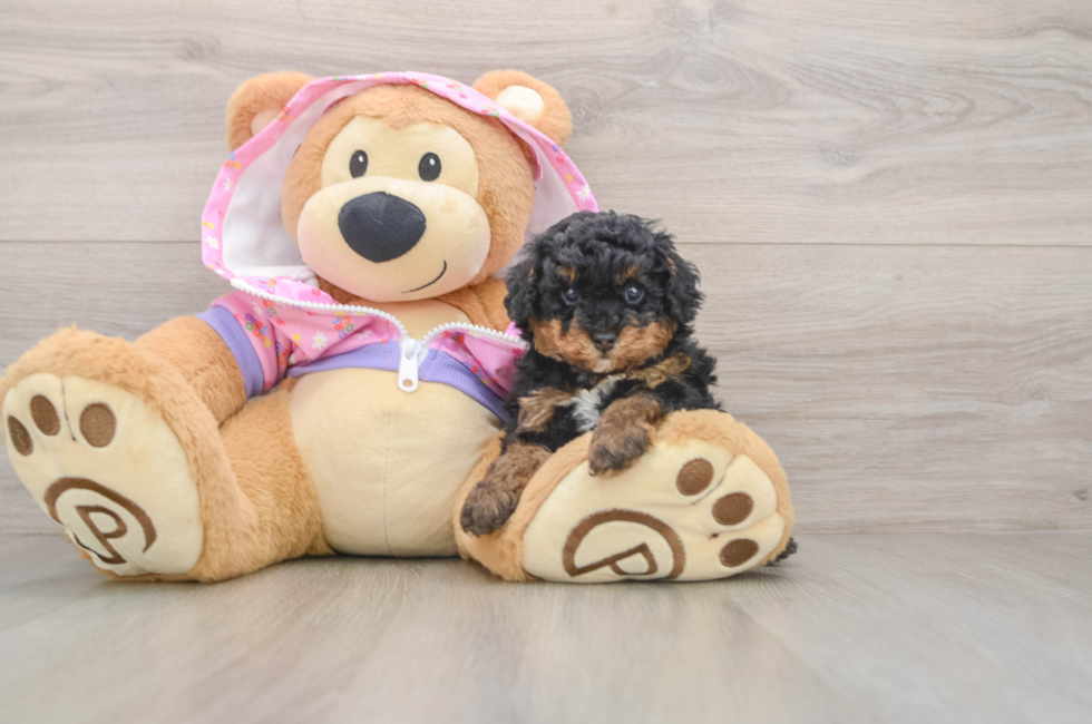 5 week old Poodle Puppy For Sale - Seaside Pups