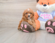 5 week old Poodle Puppy For Sale - Seaside Pups