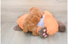 Poodle Pup Being Cute
