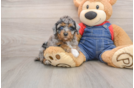 Petite Pooodle Purebred Puppy