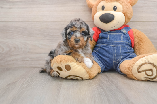 Petite Pooodle Purebred Puppy
