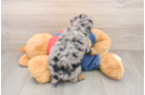 Playful Poodle Baby