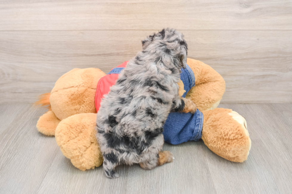 Playful Poodle Baby