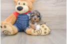 Best Poodle Baby