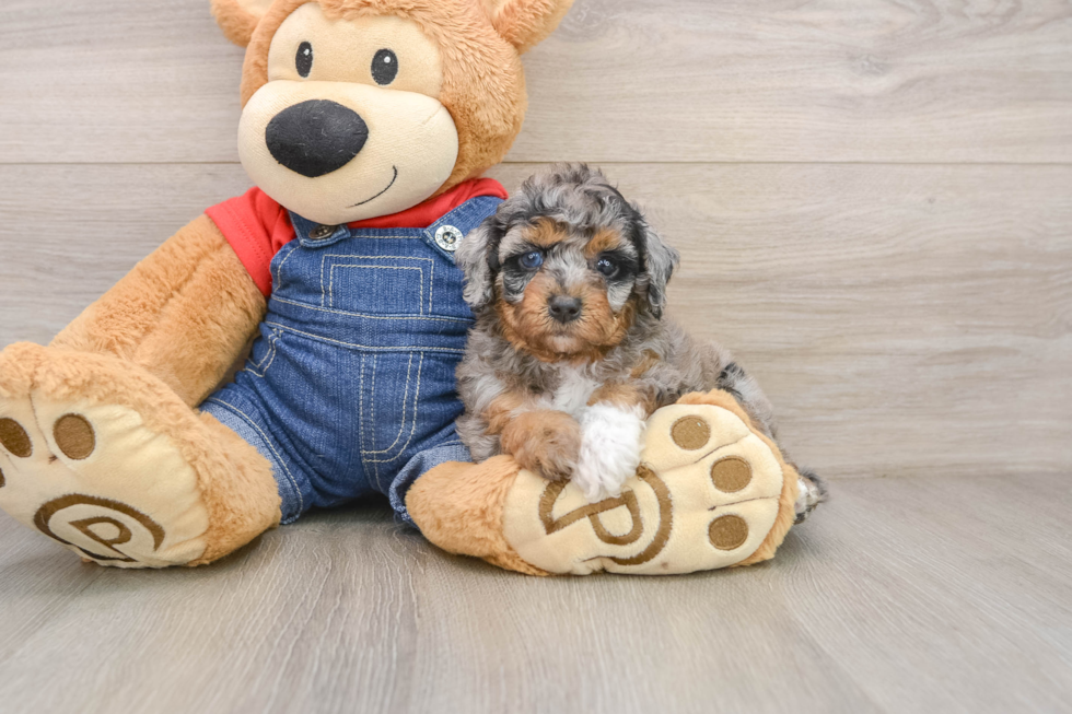 Best Poodle Baby