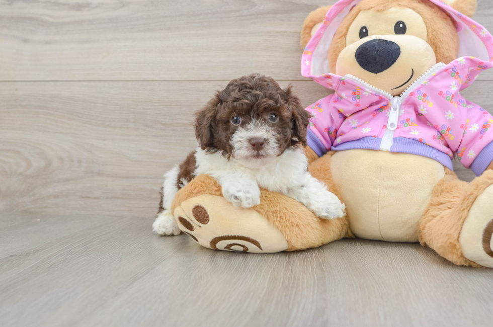 5 week old Poodle Puppy For Sale - Seaside Pups