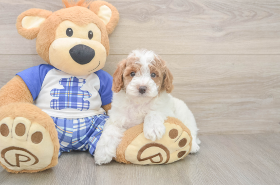Akc Registered Poodle Purebred Pup