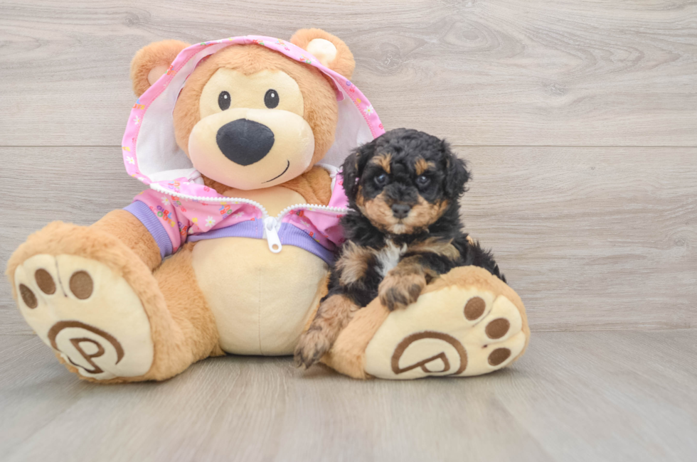 5 week old Poodle Puppy For Sale - Seaside Pups