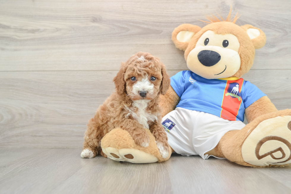 Poodle Puppy for Adoption