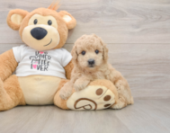 7 week old Poodle Puppy For Sale - Seaside Pups