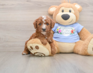 7 week old Poodle Puppy For Sale - Seaside Pups