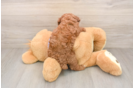 Friendly Poodle Purebred Pup