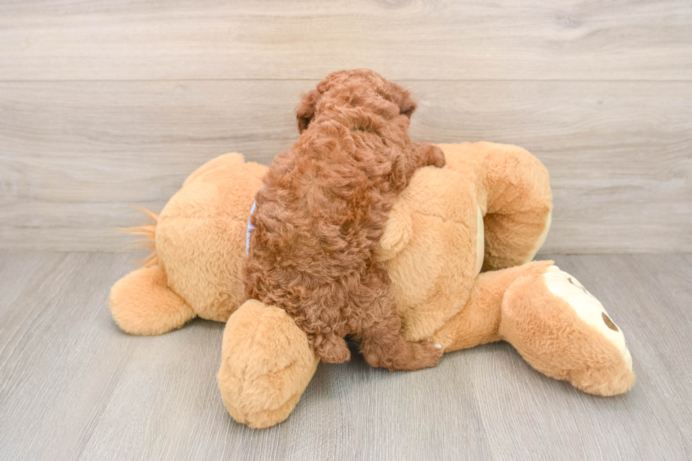 Friendly Poodle Purebred Pup