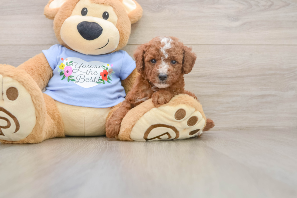 Playful Poodle Baby