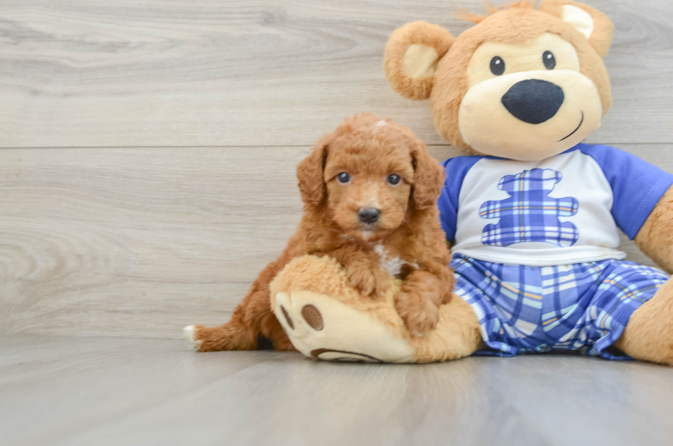 5 week old Poodle Puppy For Sale - Seaside Pups