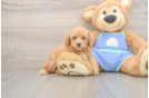 Best Poodle Baby